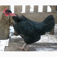 Предлагаю инкубационные яйца кур Голошейка