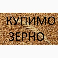 Закуповуємо на постійній основі пшеницю по Львівській області