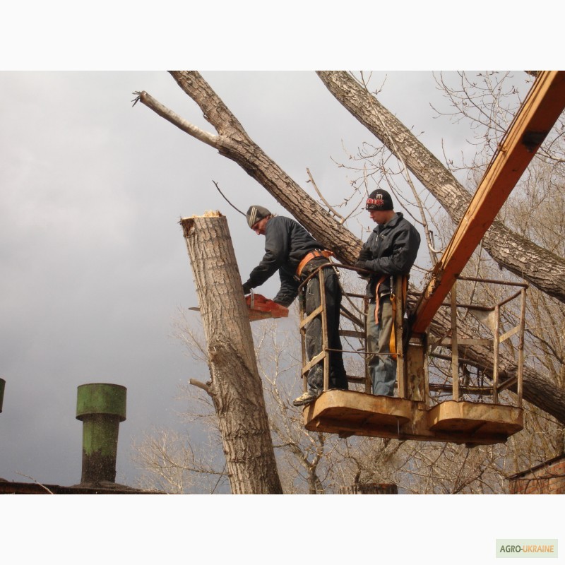Фото 2. Спил деревьев Киев. Удаление пней, вывоз веток, дробление веток дробилкой, вывоз веток
