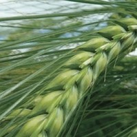 Семена озимой пшеницы Шестопавловка