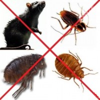 Уничтожение тараканов, блох, клопов, крыс и мышей