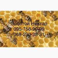 Закупка меда у пчеловодов оптом от 300кг (Золотой Нектар)