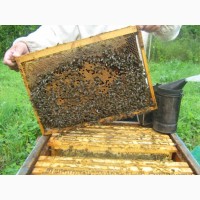 Продаю пчелосемьи, пчеломатки карпатской породы, Николаевская обл