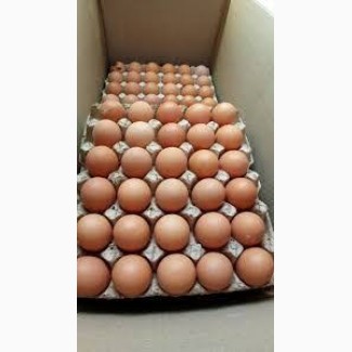 Реализуем яйцо куриное оптовый продажа доставка