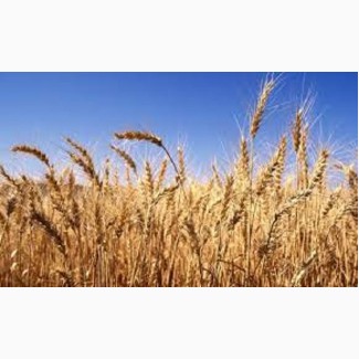 Семена озимой пшеницы КЛАРИСА