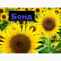 Фірма «Гран» пропонує насіння гібриду соняшнику Бонд