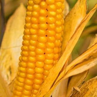 Кукурудза ВН 63, ВНІС пропонує: Насіння гібридної кукурудзи