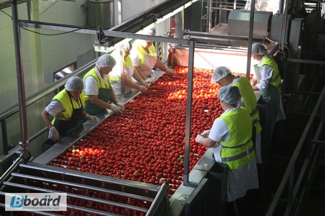 Фото 2. Работники на завод по производству соков в Польшу