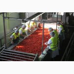 Работники на завод по производству соков в Польшу