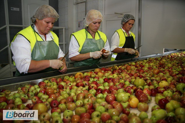 Фото 4. Работники на завод по производству соков в Польшу