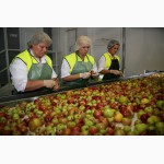 Работники на завод по производству соков в Польшу