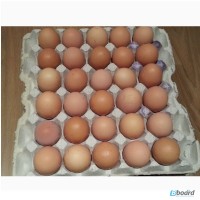 Инкубационное яйцо индюка, утки, несушки, бройлера