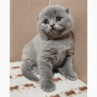 Котята вислоухие. Открыта бронь на март