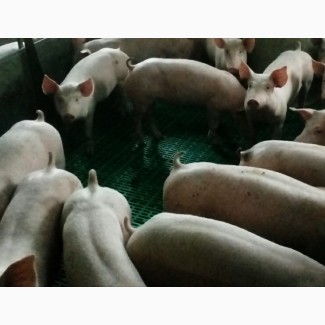 Закупаем свиней живым весом