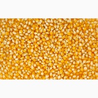 NEW насіння кукурудзи: Вакула, Онікс, Яніс