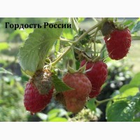 Саженцы сверхкрупноплодной малины Гордость России и другие сорта