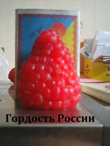 Фото 2. Саженцы сверхкрупноплодной малины Гордость России и другие сорта