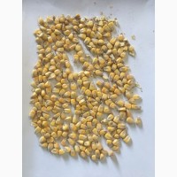ФГ продає продовольче зерно кукурудзи вiд виробника iз господарства