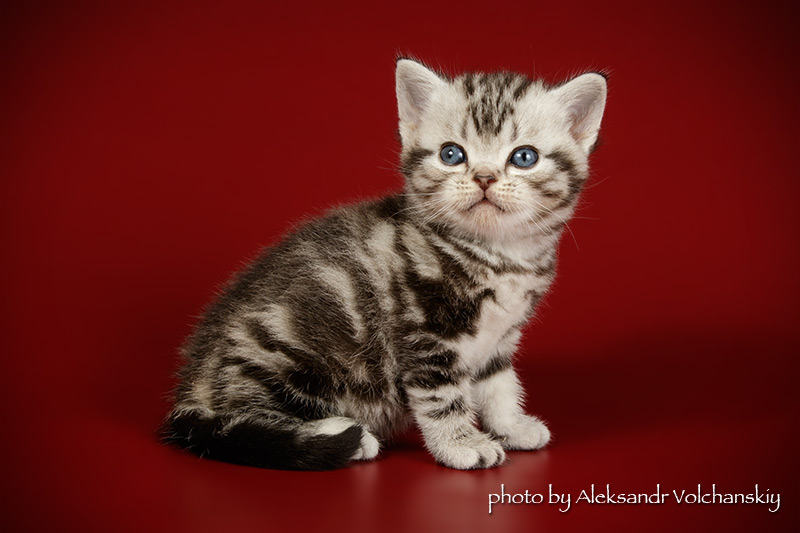 Фото 11. Американские короткошерстные котята