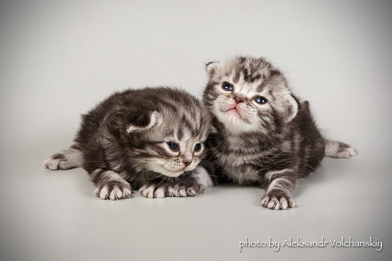 Фото 5. Американские короткошерстные котята