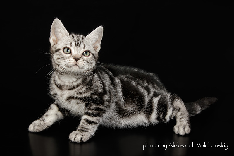 Фото 7. Американские короткошерстные котята