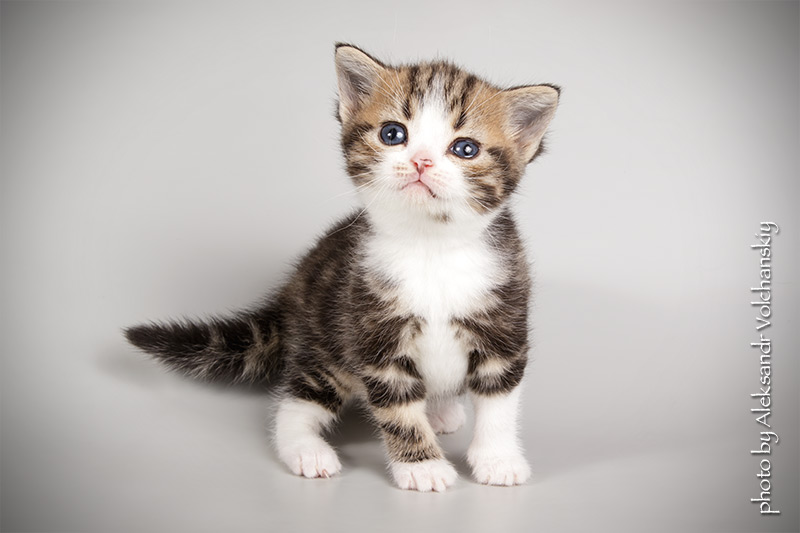Фото 8. Американские короткошерстные котята