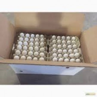 Яйцо куриное оптовая продажа доставка работаем по всей территории Украины