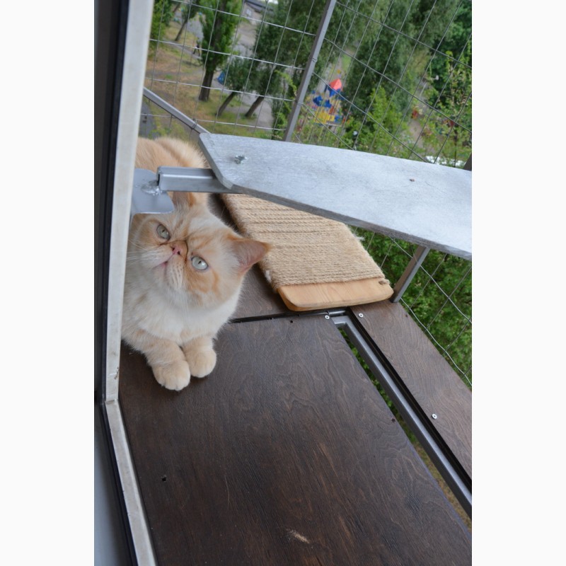 Фото 15. Прогулочный вольер для кошек на окно. Броневик Днепр