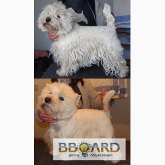 Тримминг собак, стрижка- Вест Хайленд Вайт Терьер, West Highland White Terrier, вестик, we