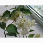 Бугенвиллия Limberlost Beauty(махровая белая)