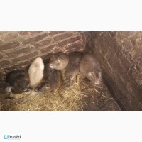Продам нутрий недорого
