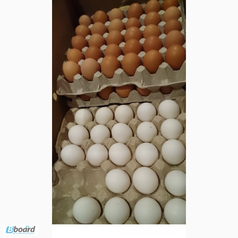 Инкубационное яйцо ломан браун. хайсекс леггорн
