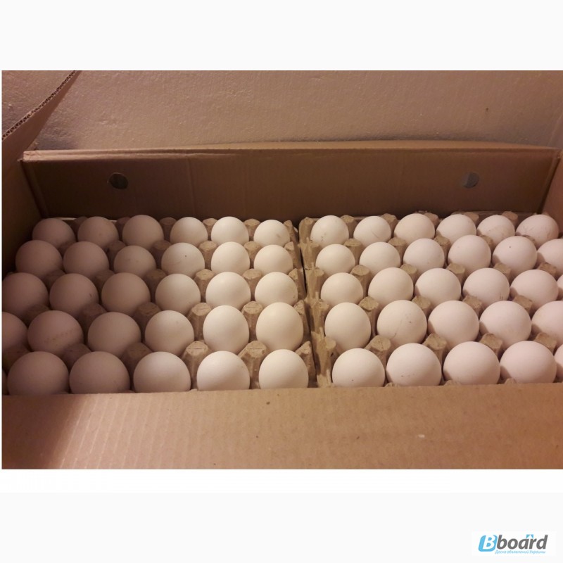 Фото 2. Инкубационное яйцо ломан браун. хайсекс леггорн