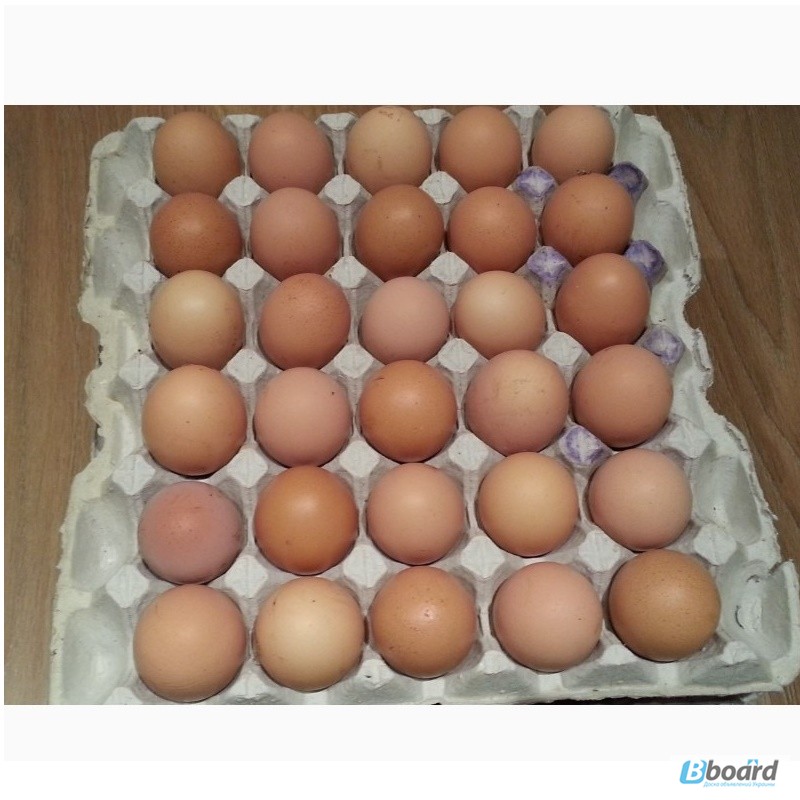 Фото 3. Инкубационное яйцо ломан браун. хайсекс леггорн