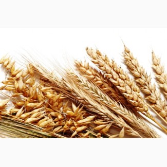 Закупаем разноклассовую пшеницу, дорого