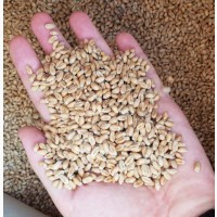 Закуповуємо пшеницю 3.4 клас по Україні