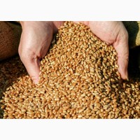 Закуповуємо пшеницю 3.4 клас по Україні