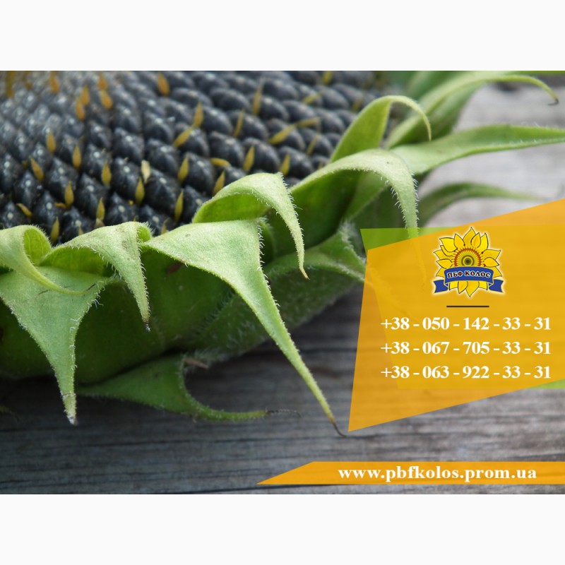 Фото 4. Семена подсолнечника / Рекольд - насіння соняшника