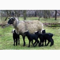 Куплю овец романовской породы