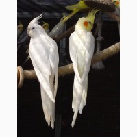 Попугаи Карелы и Какарики