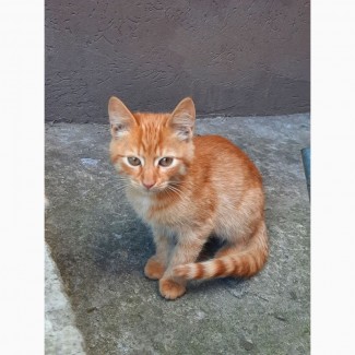 Солнечный котенок ищет дом