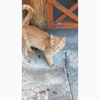 Солнечный котенок ищет дом