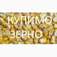Компанія закуповує дорого кукурудзу подрібнену та відходи кукурудзи