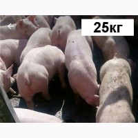 Купити поросят на відгодівлю. Поросята беконного напрямку