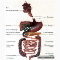 Чищення товстого кишечника - Гідроколонотерапія
