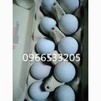 Продам інкубаційні яйця курей породи син дянь