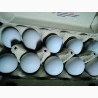 Продам інкубаційні яйця курей породи син дянь