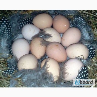 Яйца цесарок инкубационные