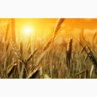 Куплю з місця пшеницю 6 клас. По Вінницькій області