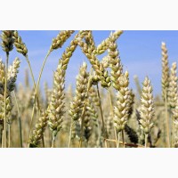 Пшеница озимая Богдана - элита Украина